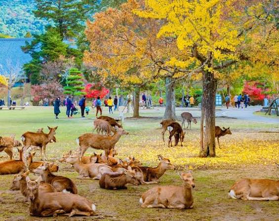 Kyoto & Nara: Fushimi Inari, Arashiyama & Sacred Deer