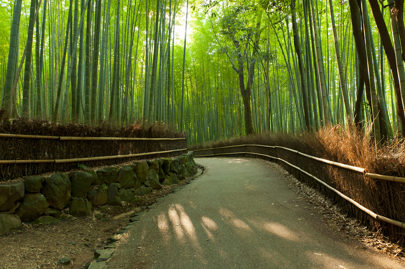 Kyoto & Nara: Fushimi Inari, Arashiyama & Sacred Deer